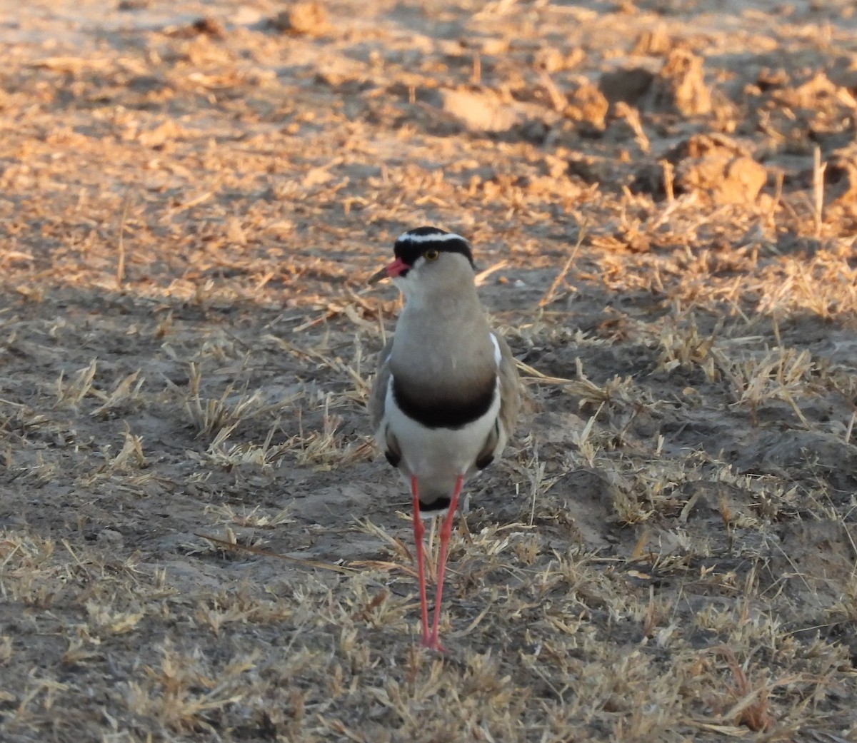 Crowned Lapwing - ML586625721