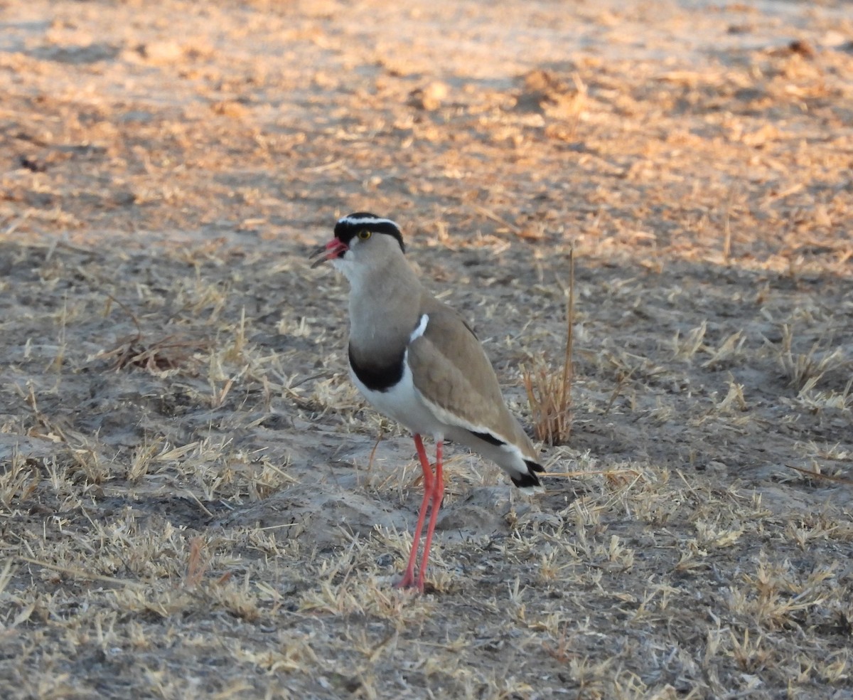 Crowned Lapwing - ML586625731
