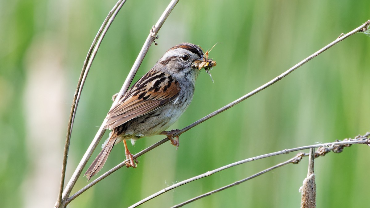 Swamp Sparrow - ML586626421