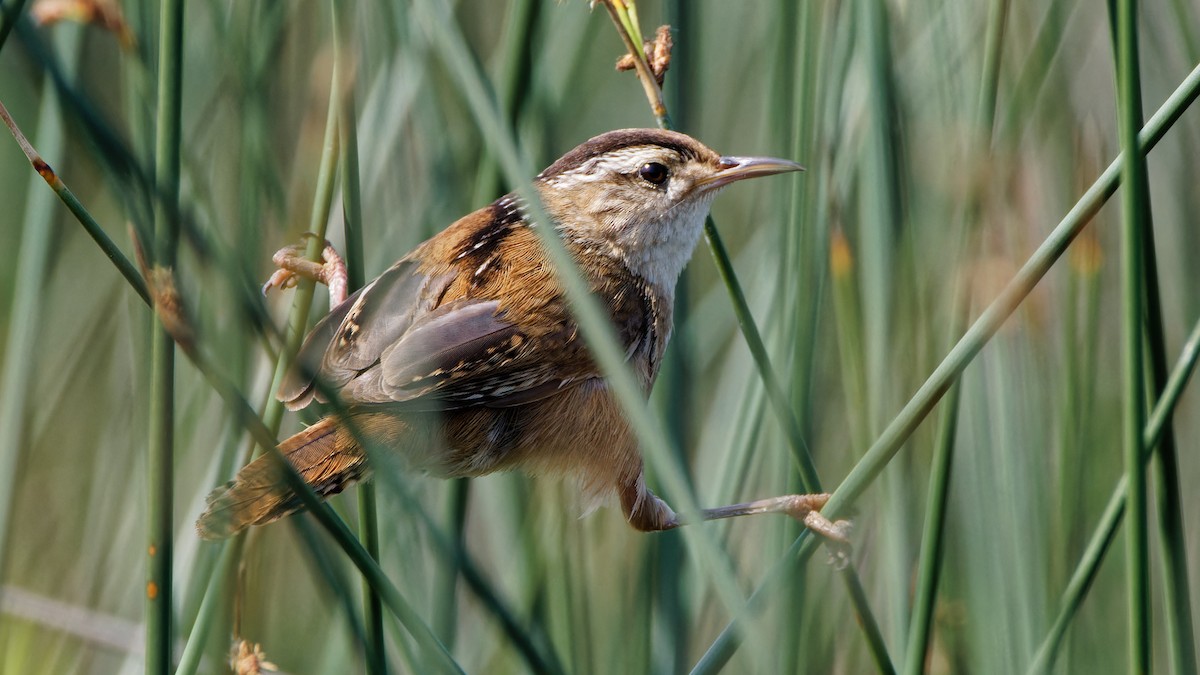 Marsh Wren - ML586626431