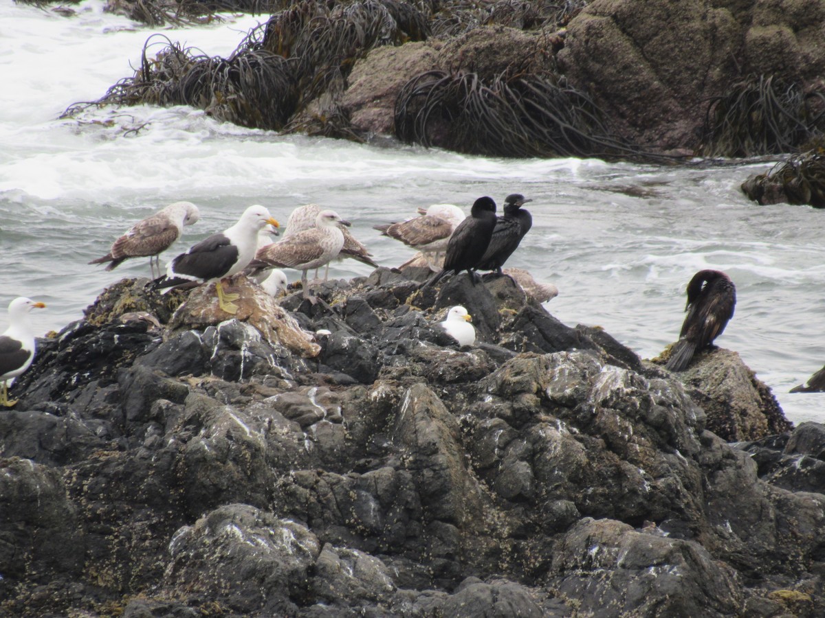Neotropic Cormorant - ML586626851