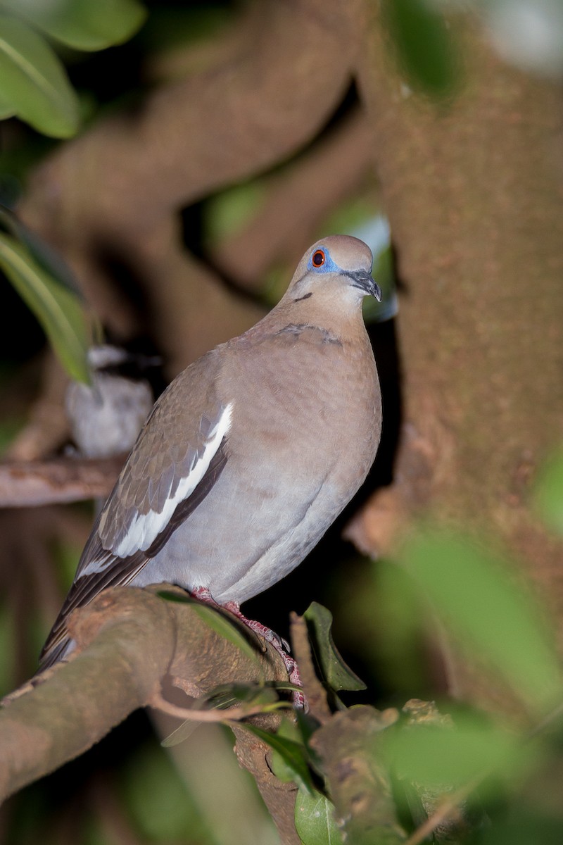 White-winged Dove - Terry Woodward