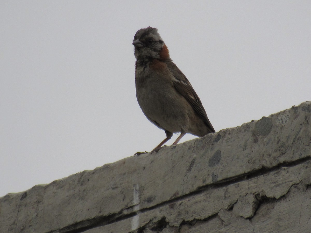 Rufous-collared Sparrow - ML586627401