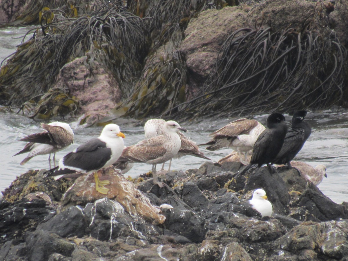 Kelp Gull - ML586627441