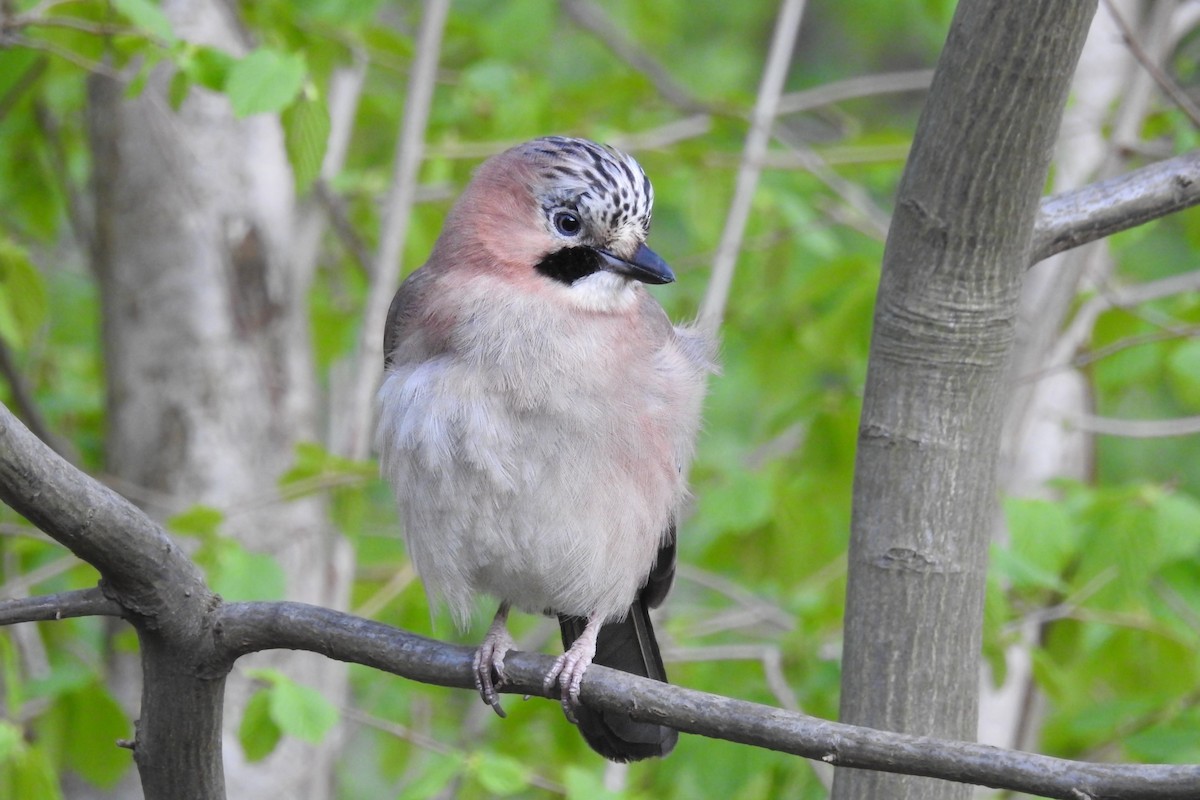 Ятга шаазгай - ML586627651