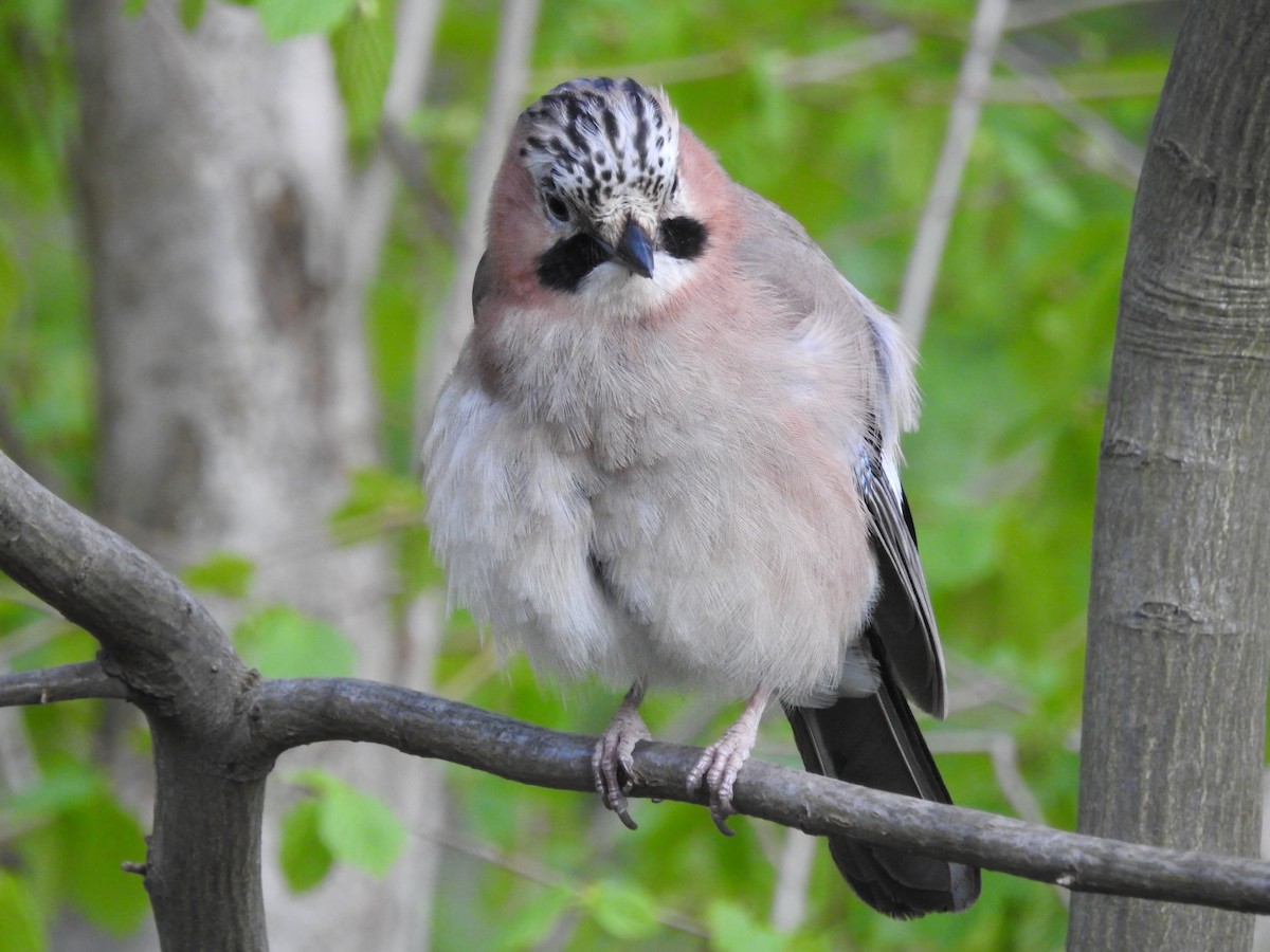 Ятга шаазгай - ML586627671