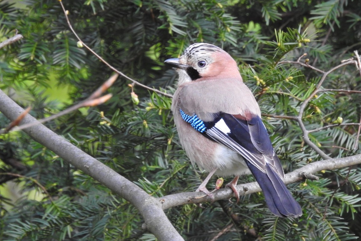 Ятга шаазгай - ML586628831