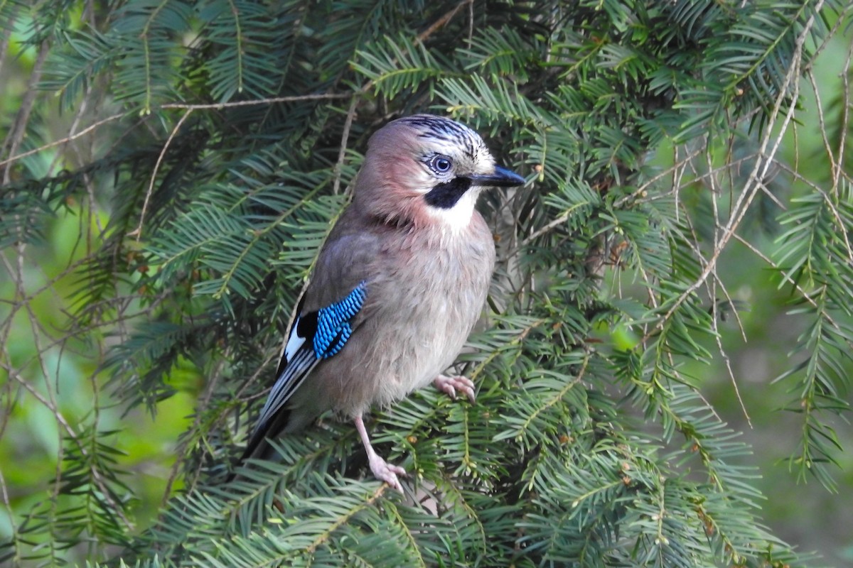 Eurasian Jay - ML586628871