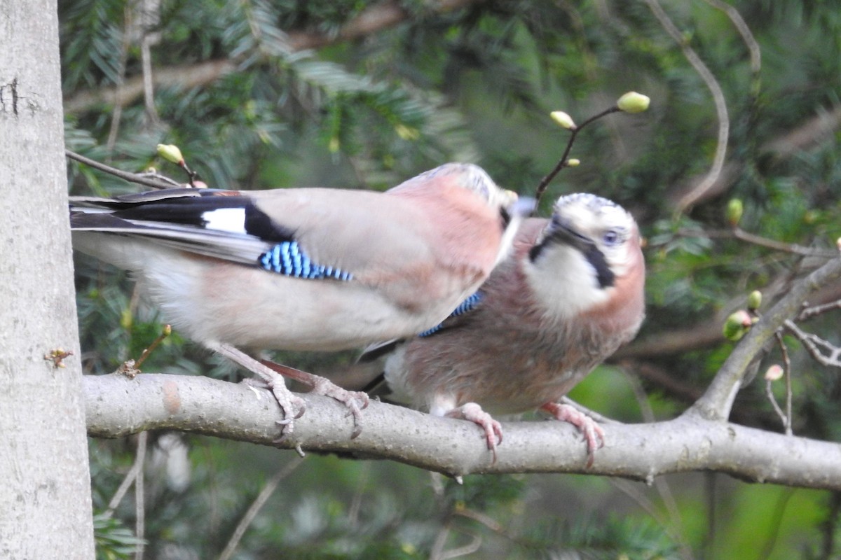 Eichelhäher - ML586628911