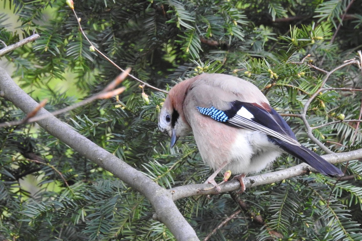 Eichelhäher - ML586628921