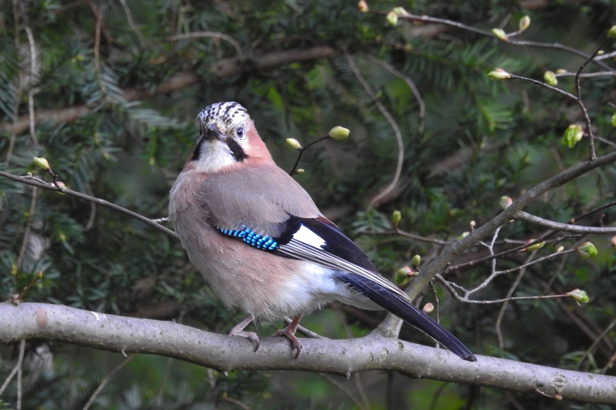 Eurasian Jay - ML586628931