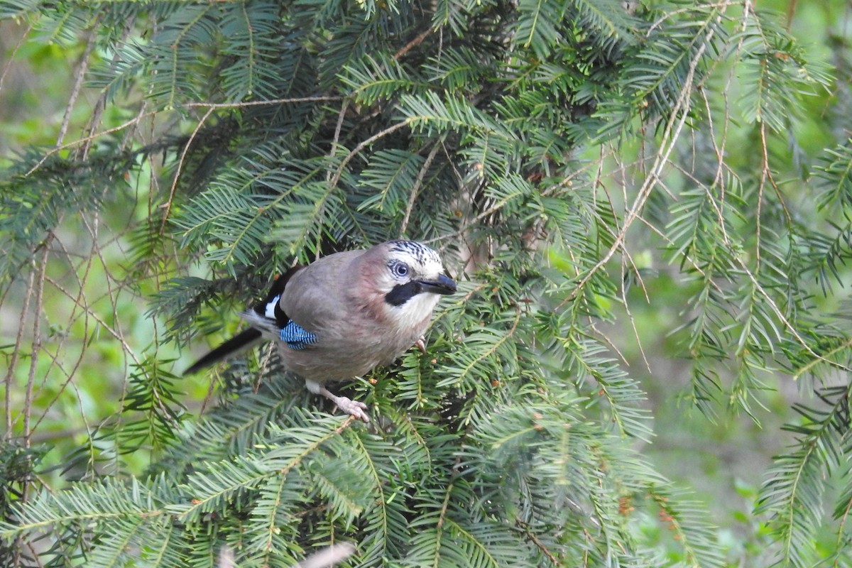 Eurasian Jay - ML586628941