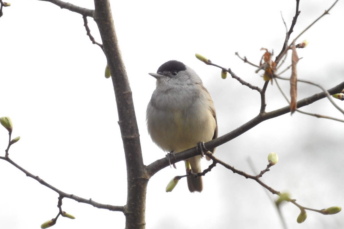 Mönchsgrasmücke - ML586629251