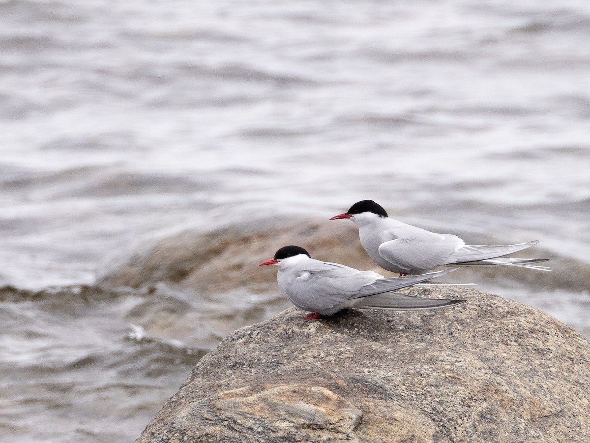 Arctic Tern - ML586631371