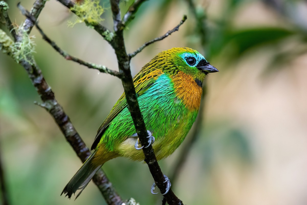 Brassy-breasted Tanager - ML586632131