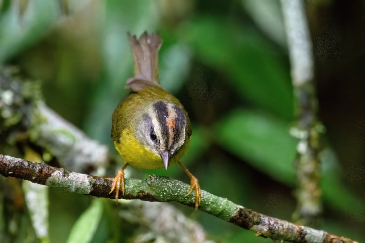 Golden-crowned Warbler - ML586632301