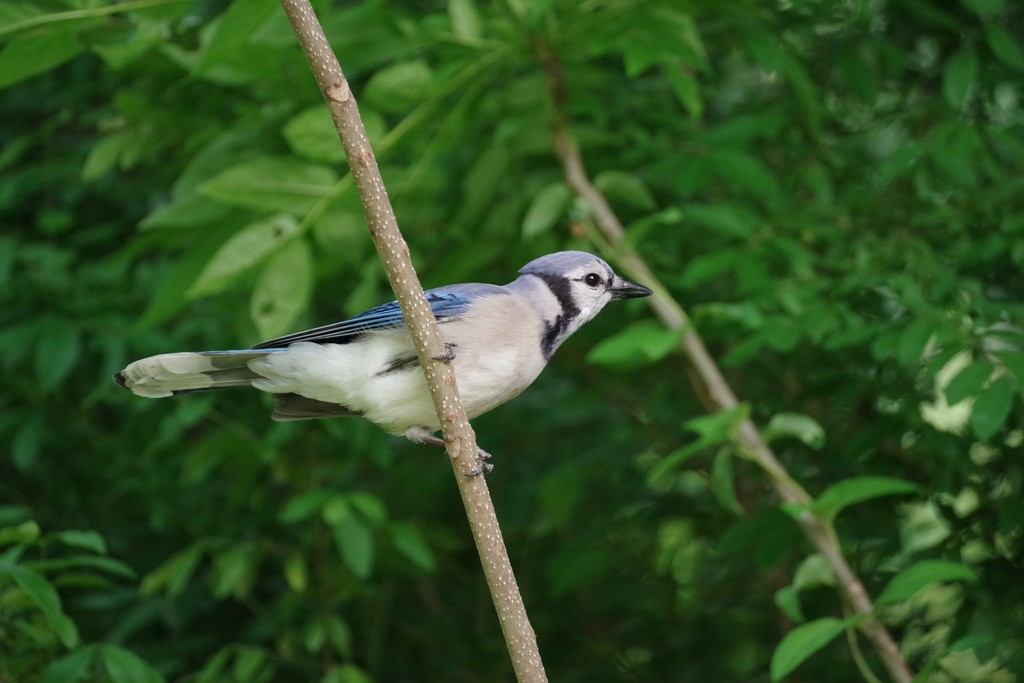 Blue Jay - ML586632571