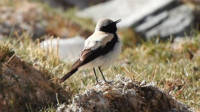 Desert Wheatear - ML586632591