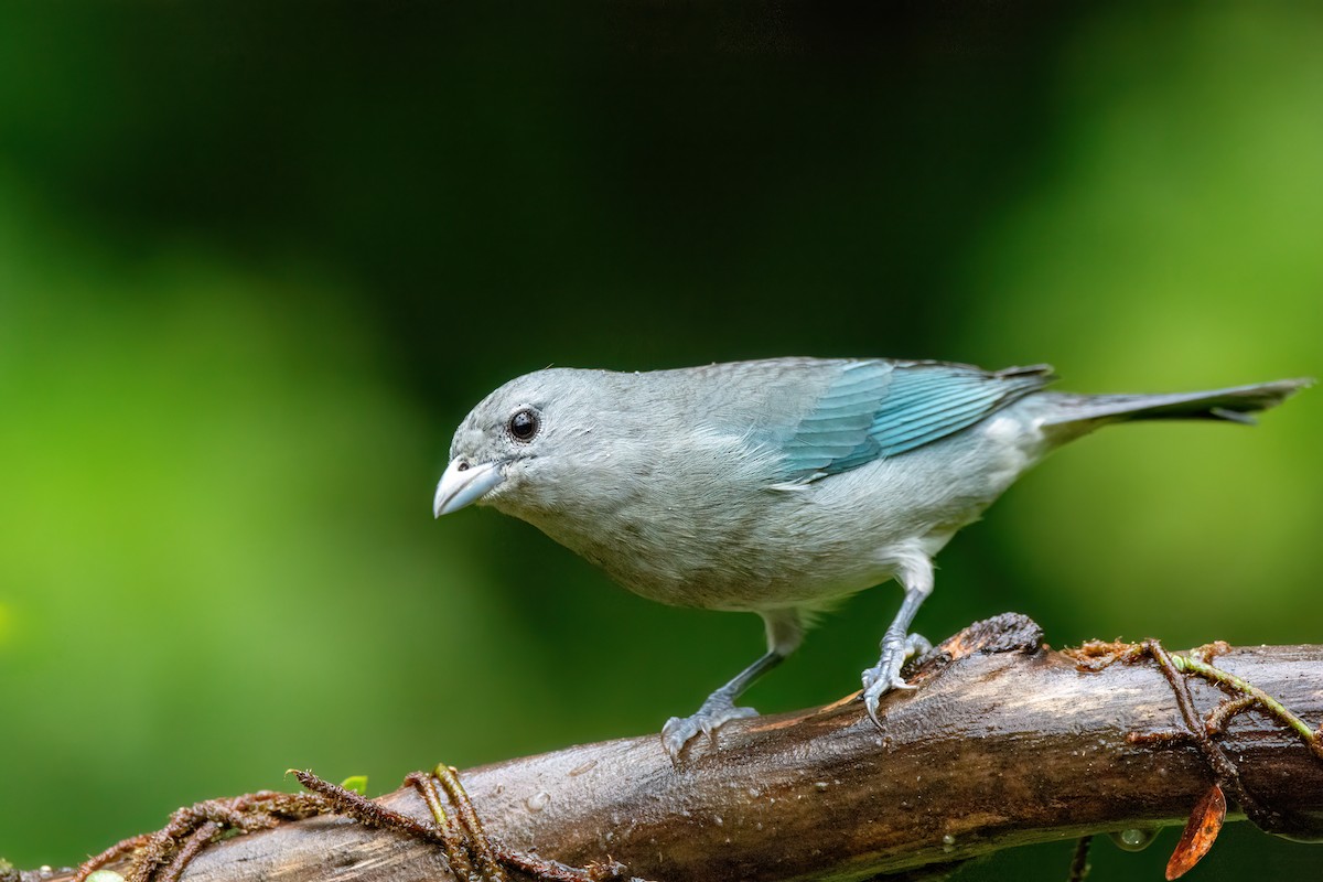 Sayaca Tanager - ML586632951