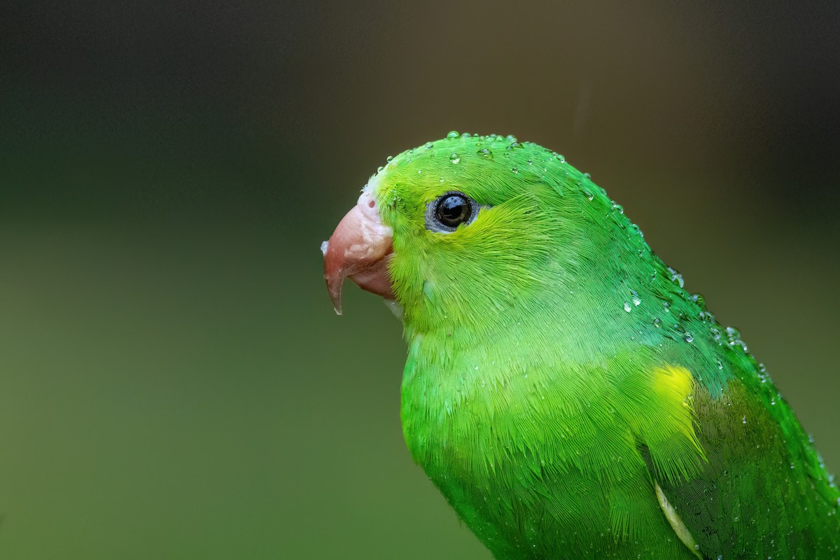 Plain Parakeet - Marcos Eugênio Birding Guide