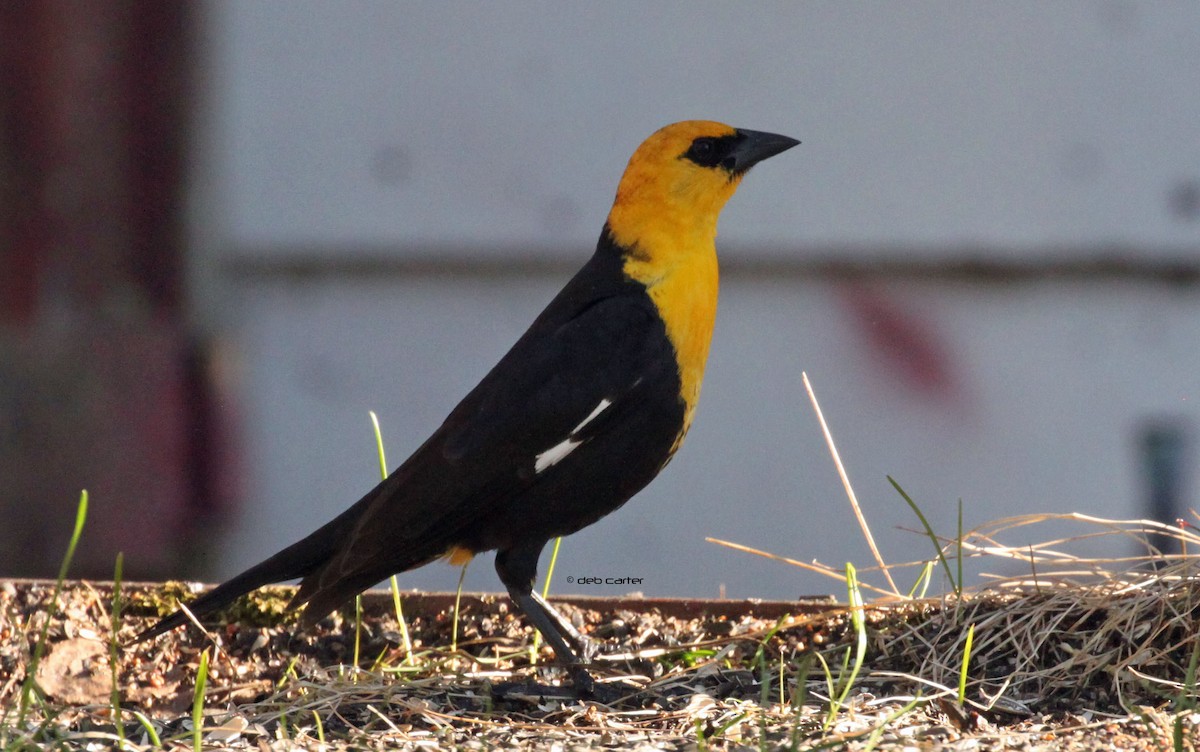 Tordo Cabeciamarillo - ML58663361