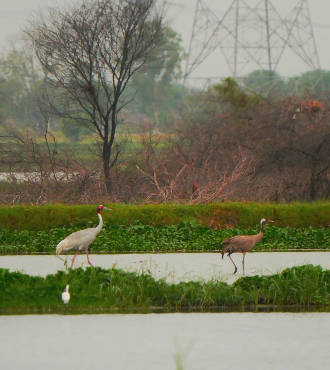 Grue cendrée - ML586635131