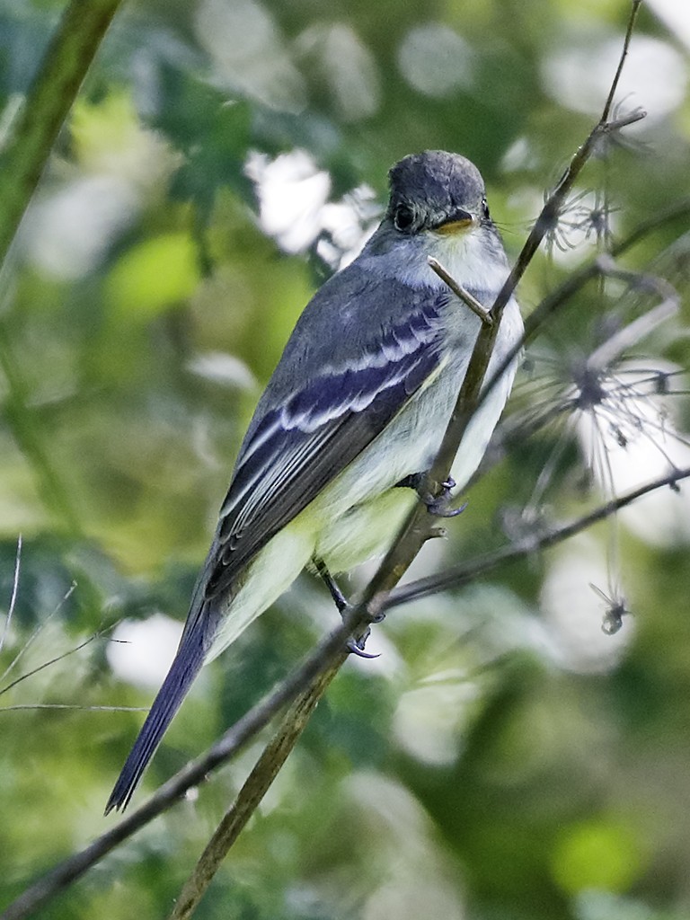 Willow Flycatcher - ML58663531