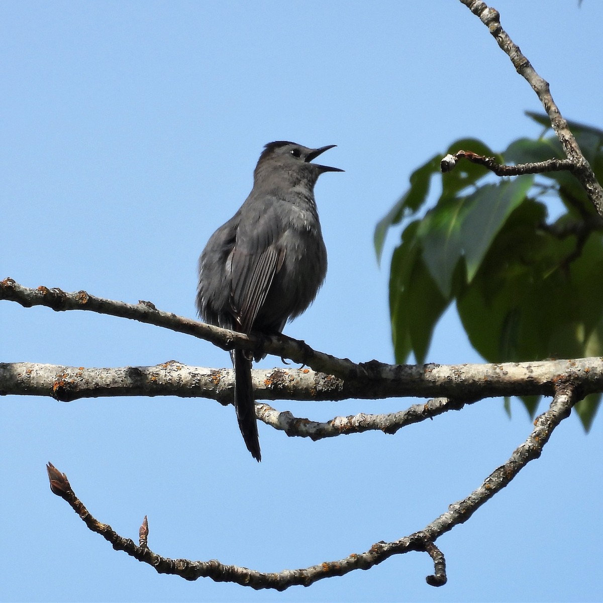 Gray Catbird - ML586636061