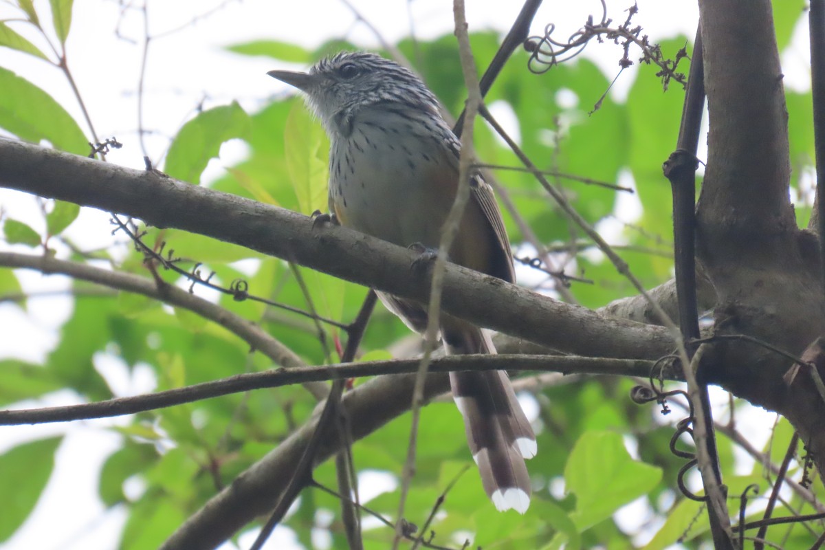 Klages's Antbird - ML586636221