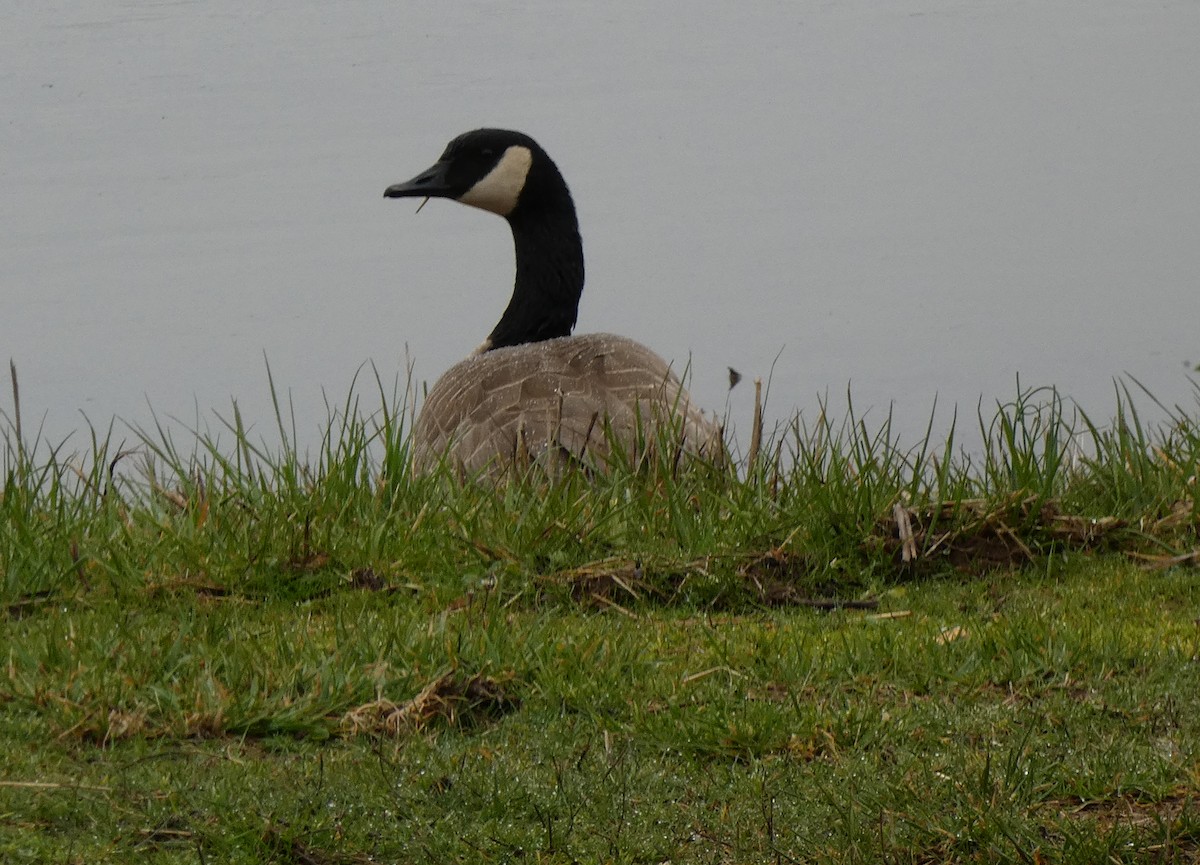 Canada Goose - ML586636391