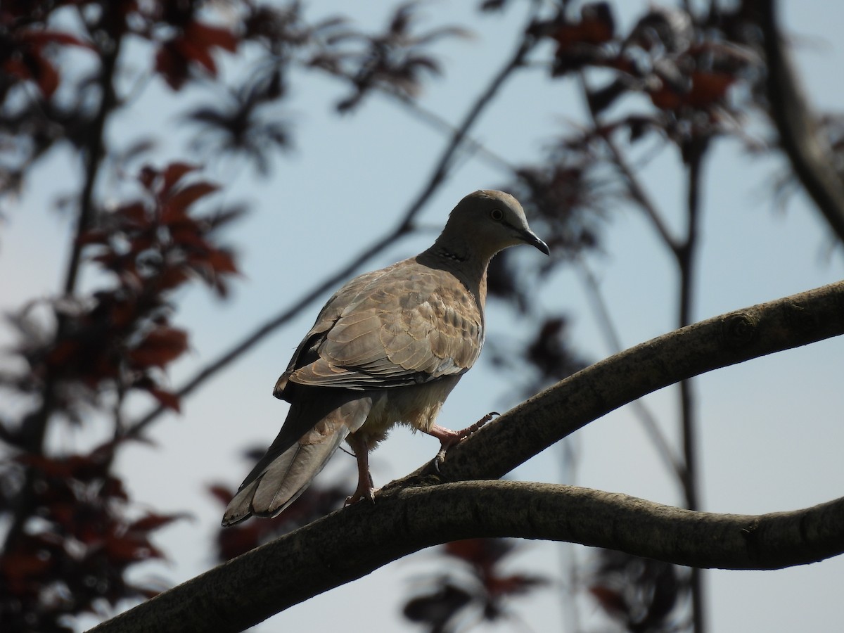 Spotted Dove - Xiongfei Pu