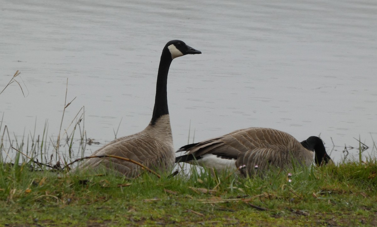 Canada Goose - ML586636411