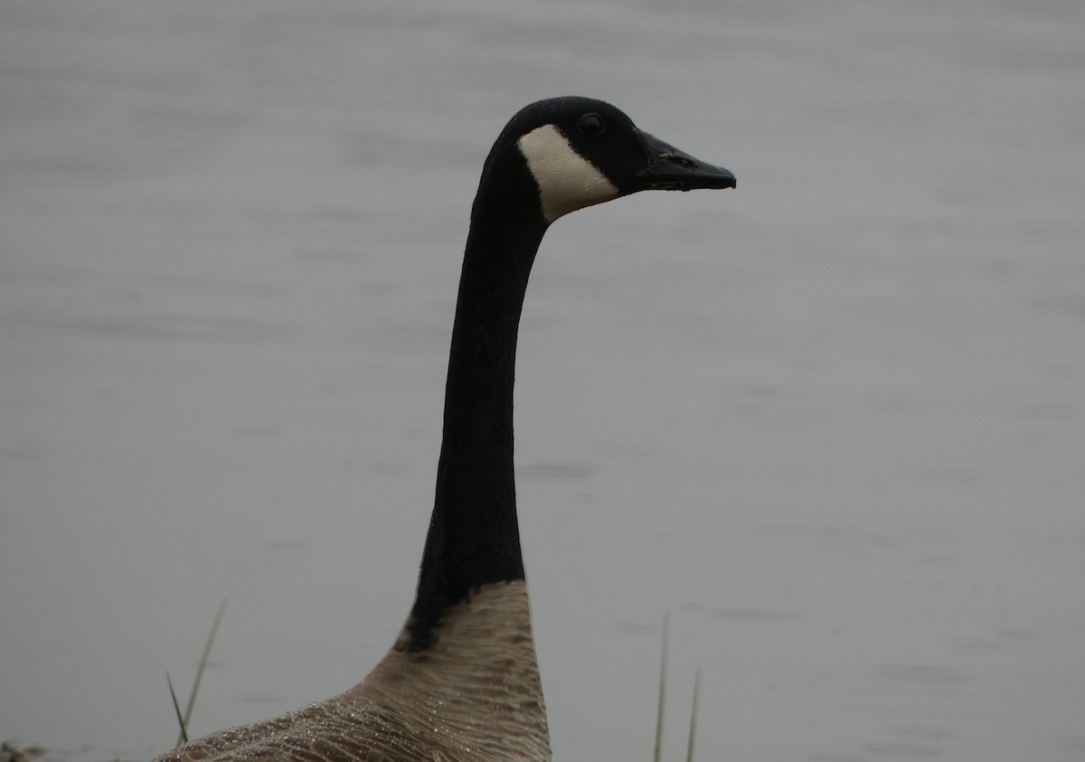 Canada Goose - ML586636431