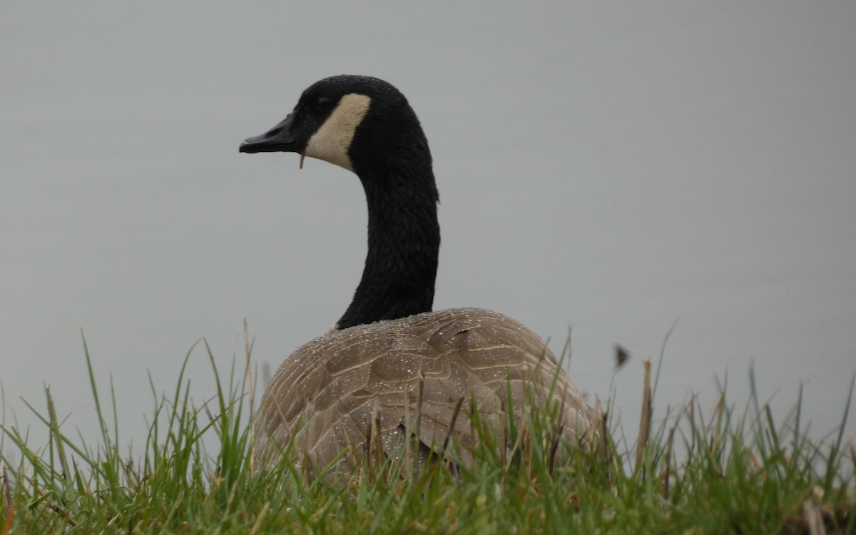 Canada Goose - ML586636451