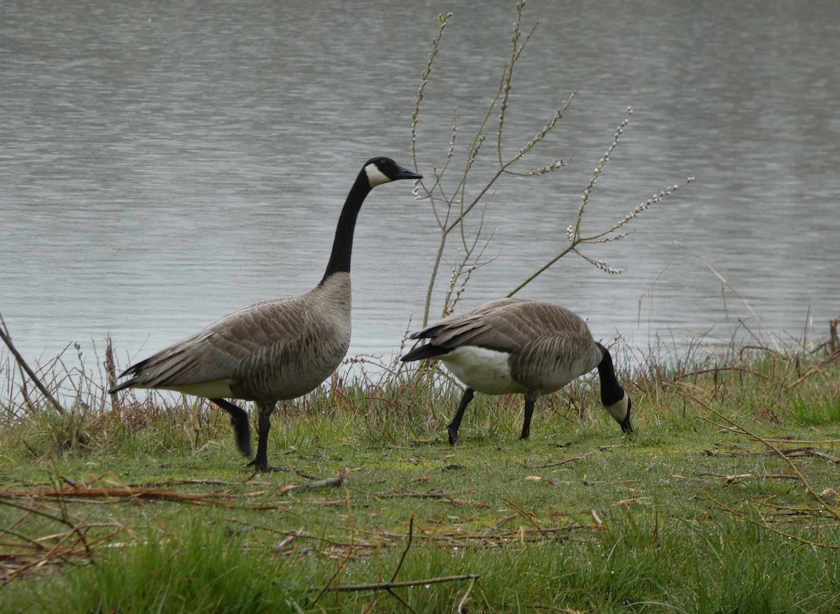 Canada Goose - River Ahlquist