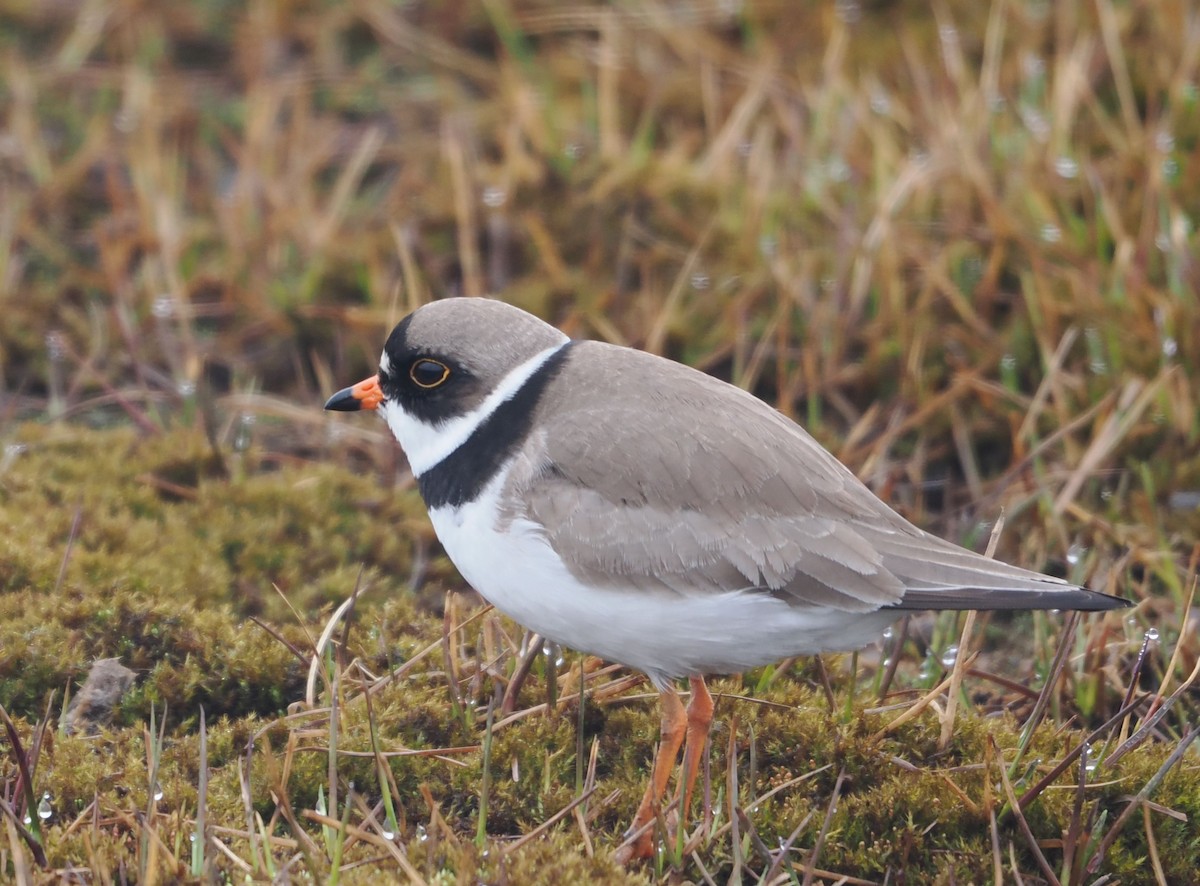 Semipalmated Plover - Paul Linton