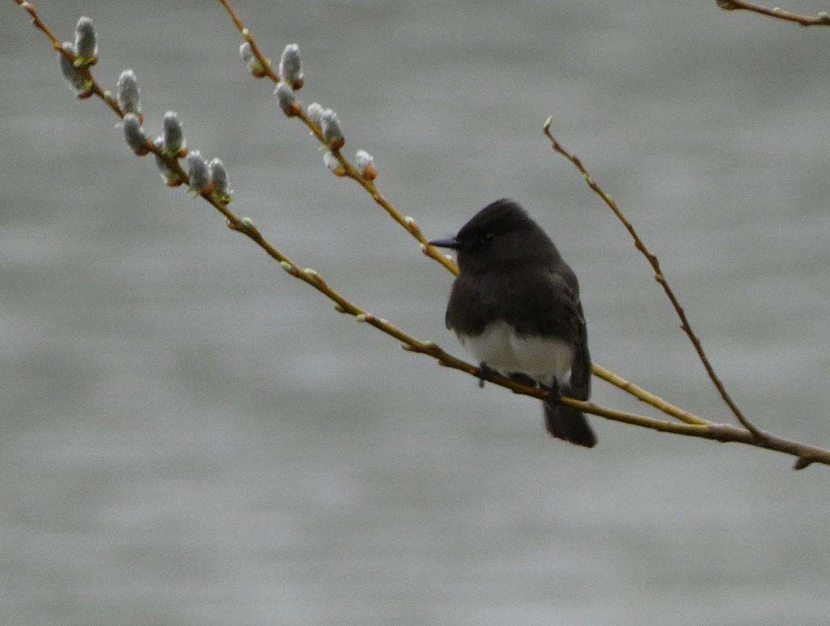 Black Phoebe - River Ahlquist