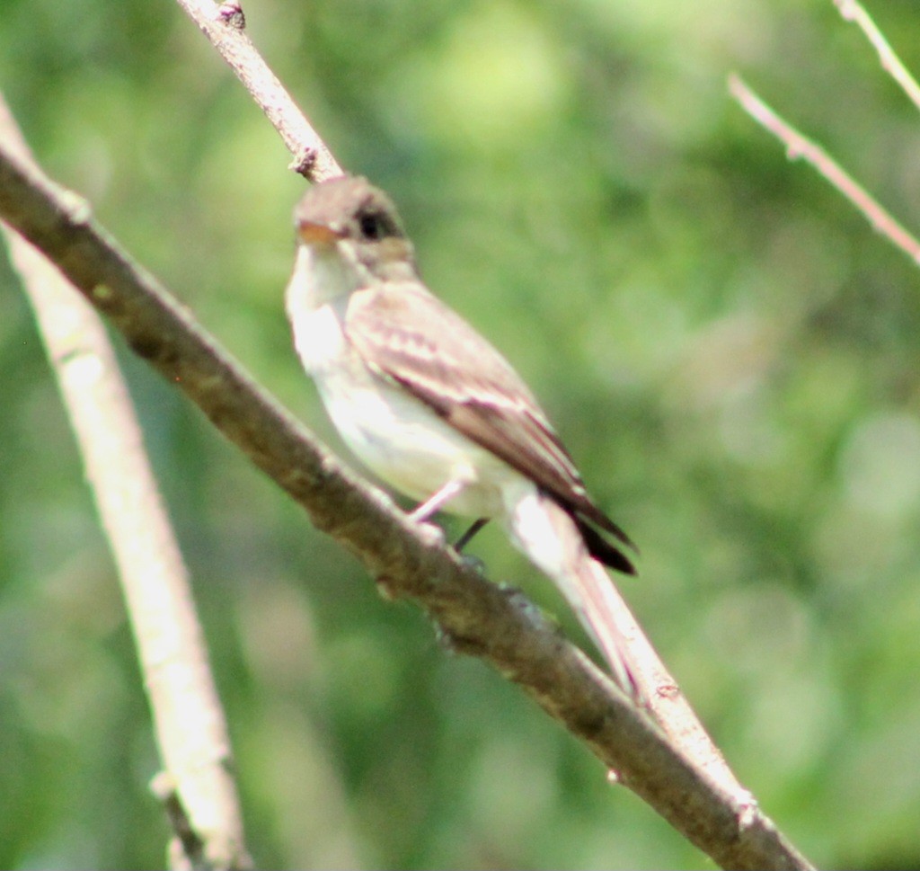 Eastern Wood-Pewee - ML586636921