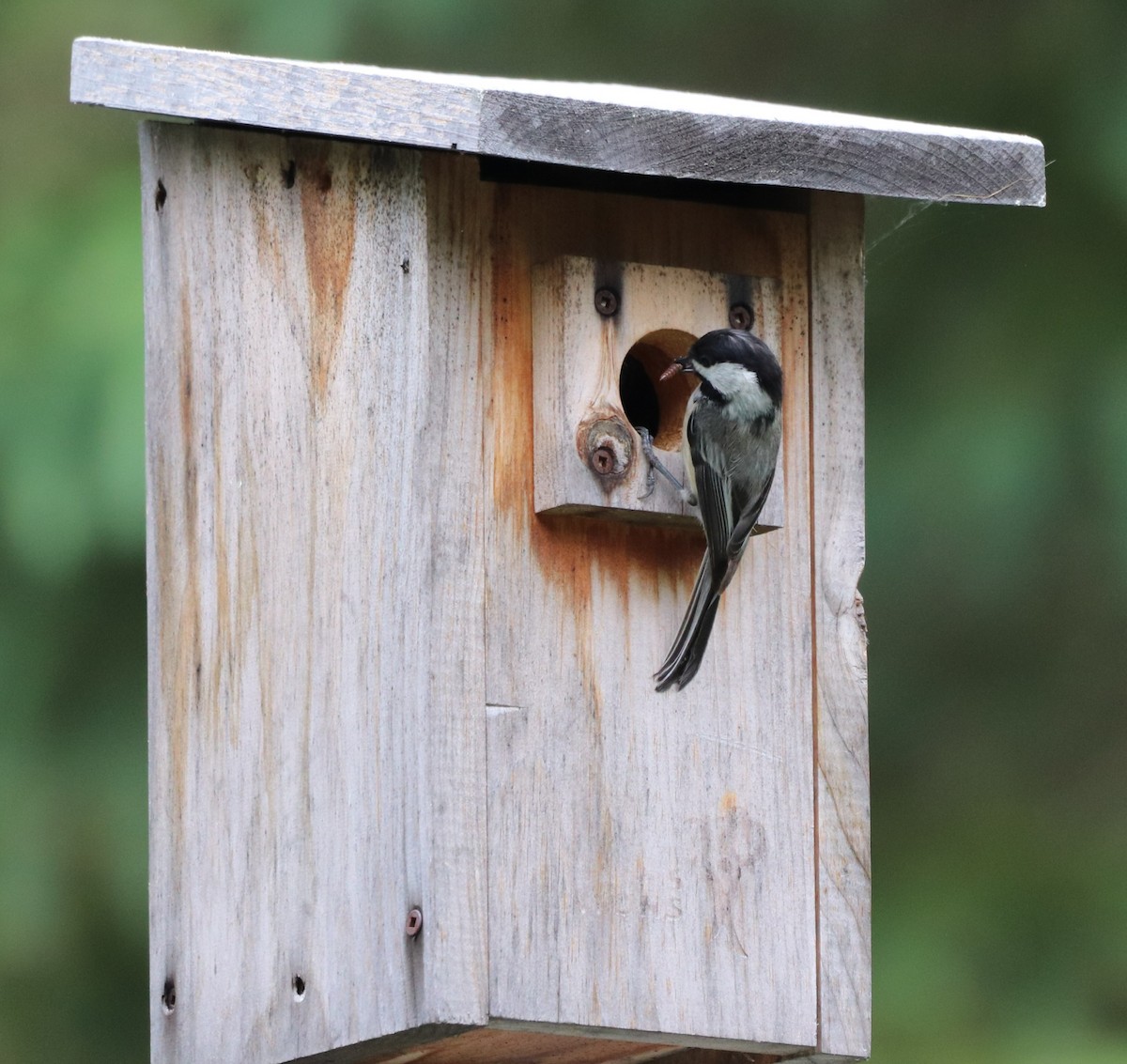 Black-capped Chickadee - ML586637221