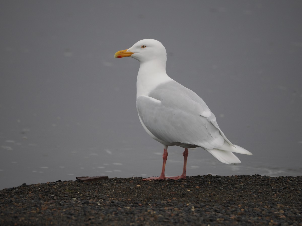 Glaucous Gull - Paul Linton