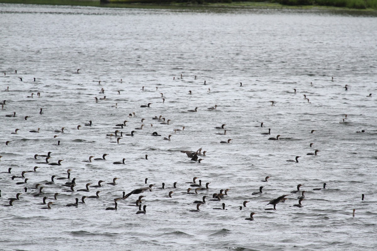 Double-crested Cormorant - ML586637711