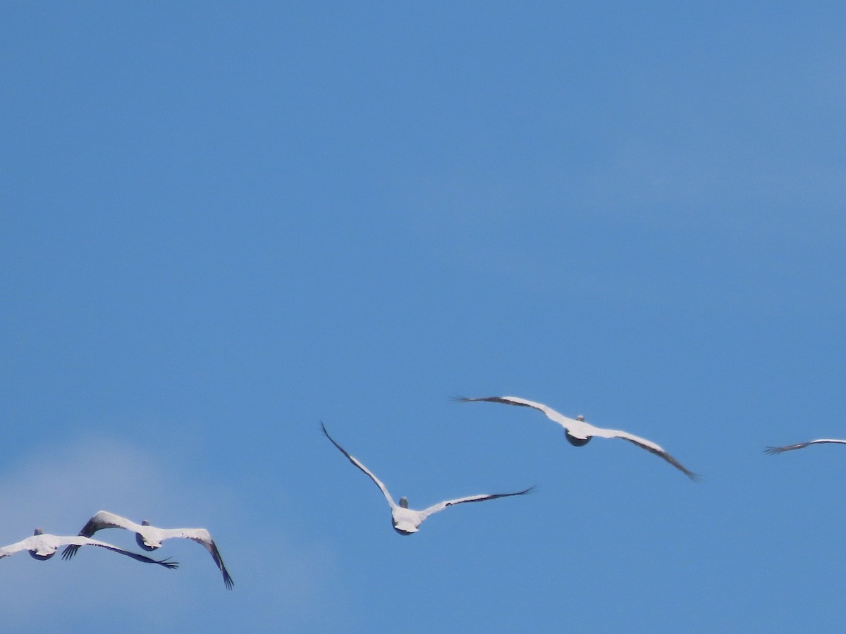 American White Pelican - ML586637851