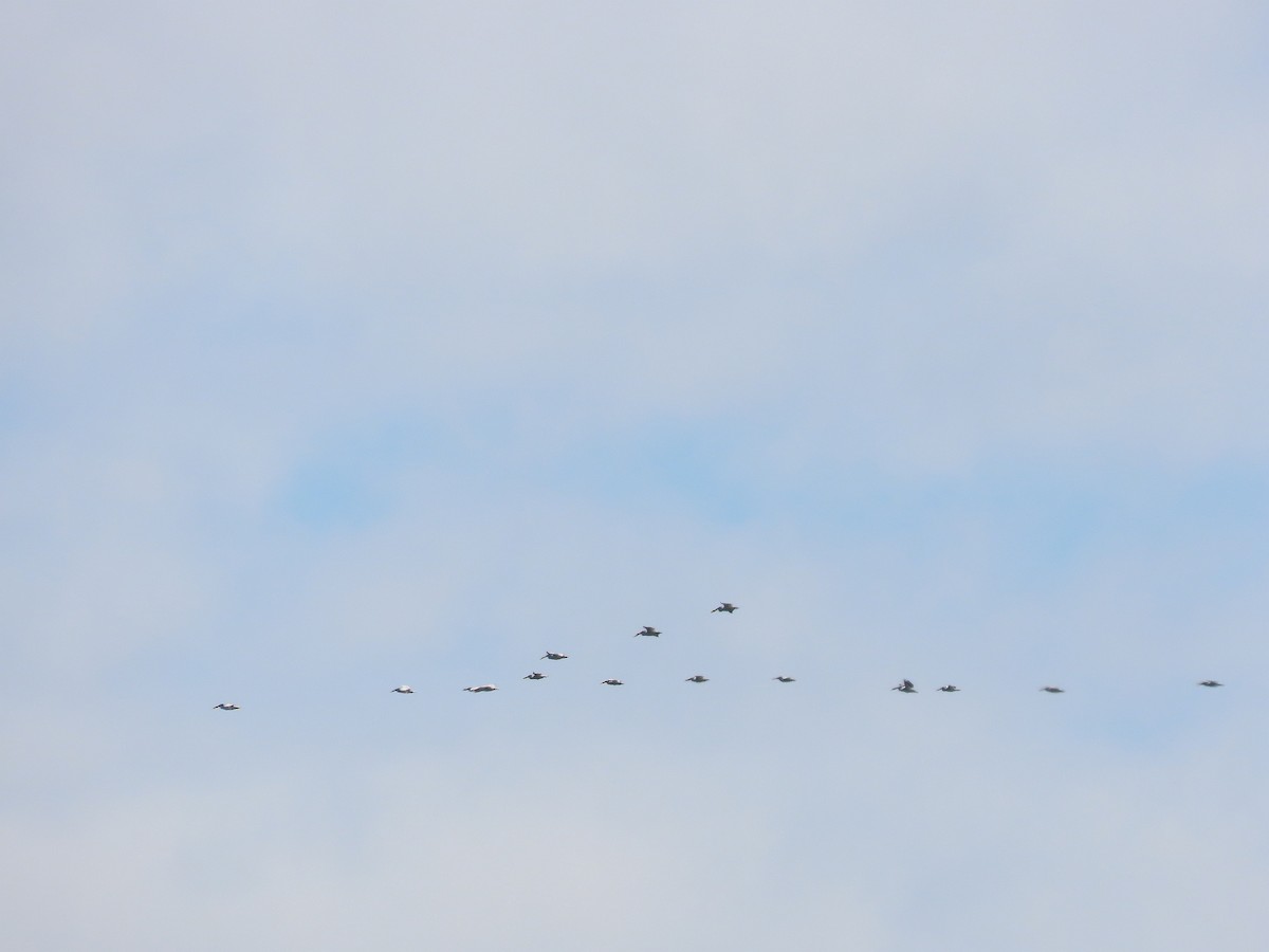 American White Pelican - ML586637861