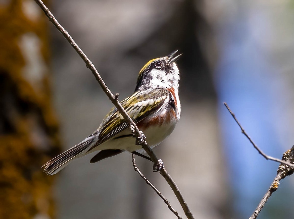 Chestnut-sided Warbler - ML586638051