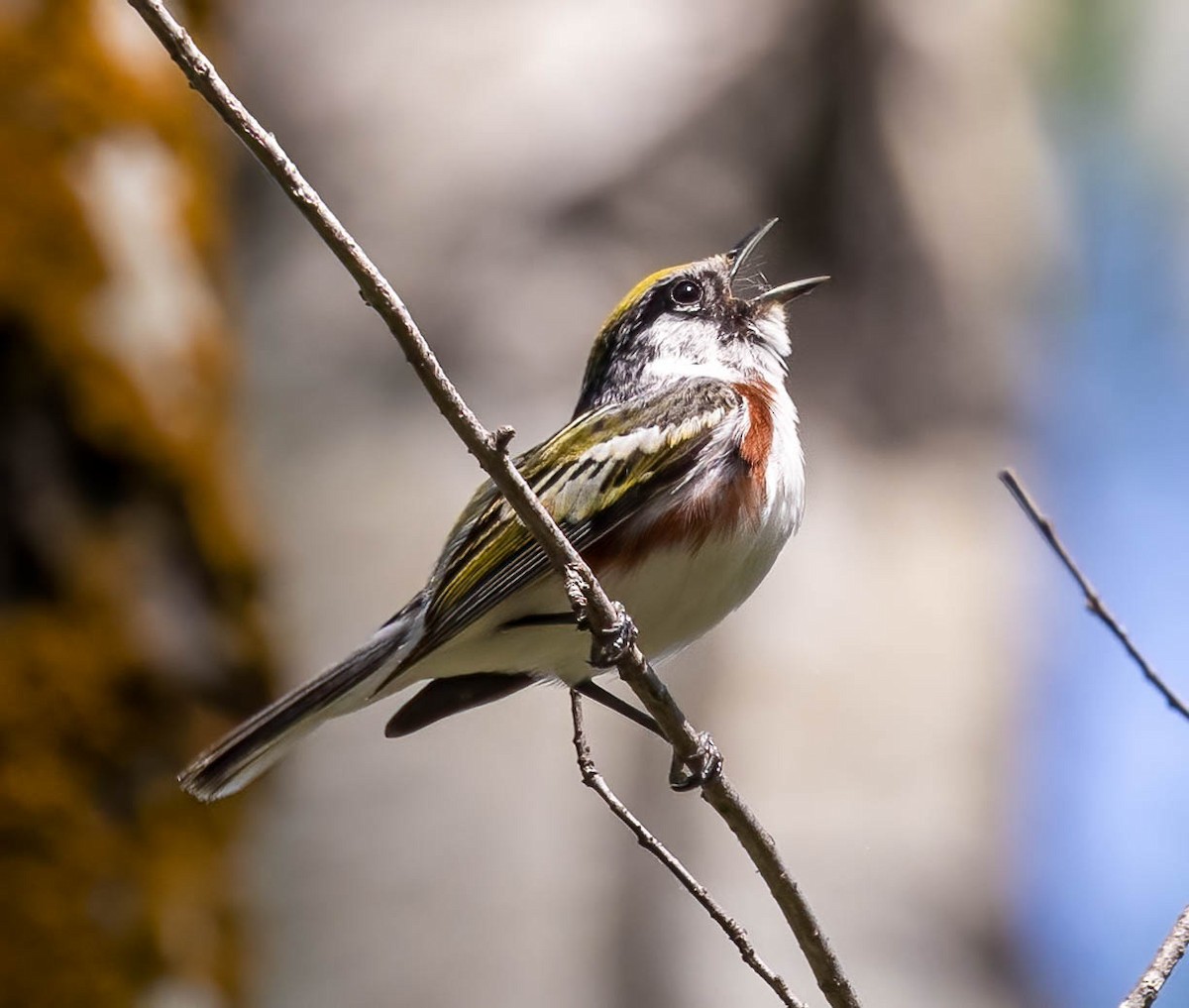 Chestnut-sided Warbler - ML586638071