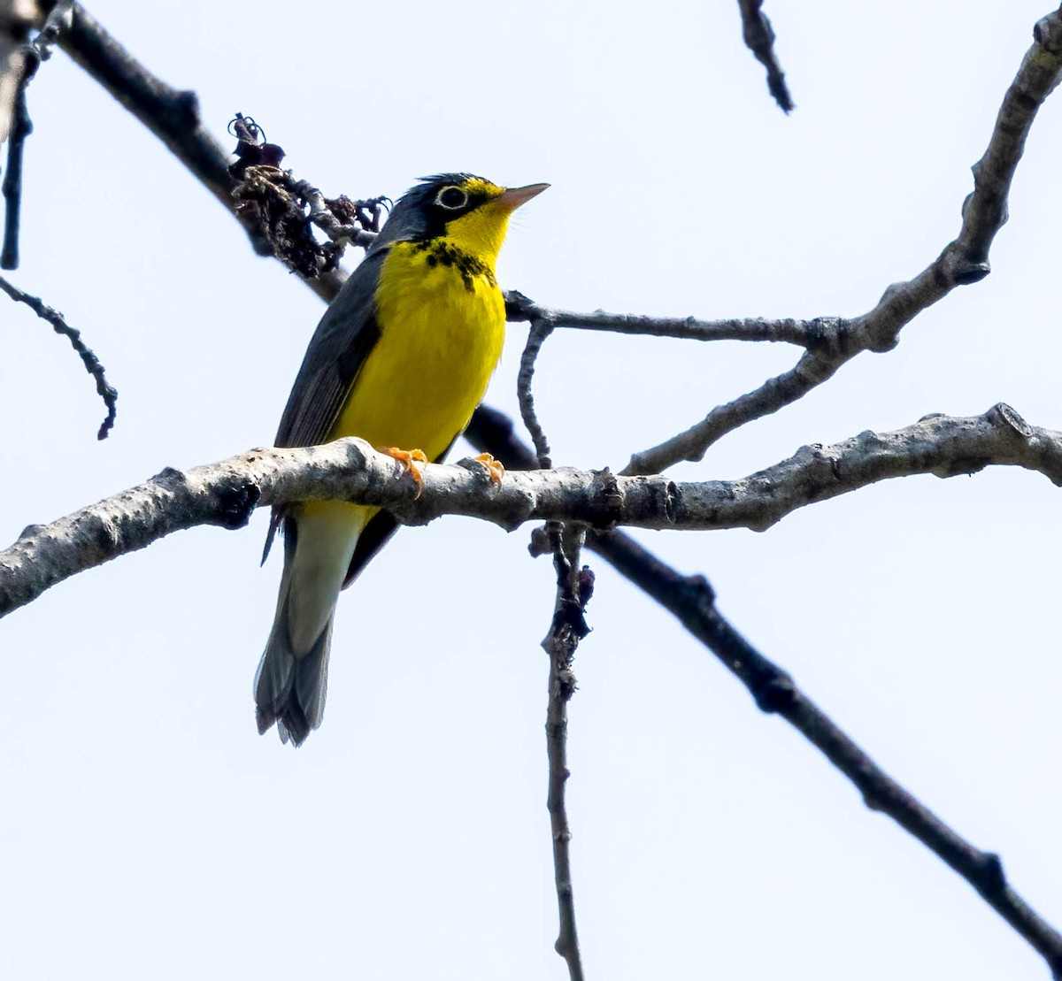 Canada Warbler - ML586638191