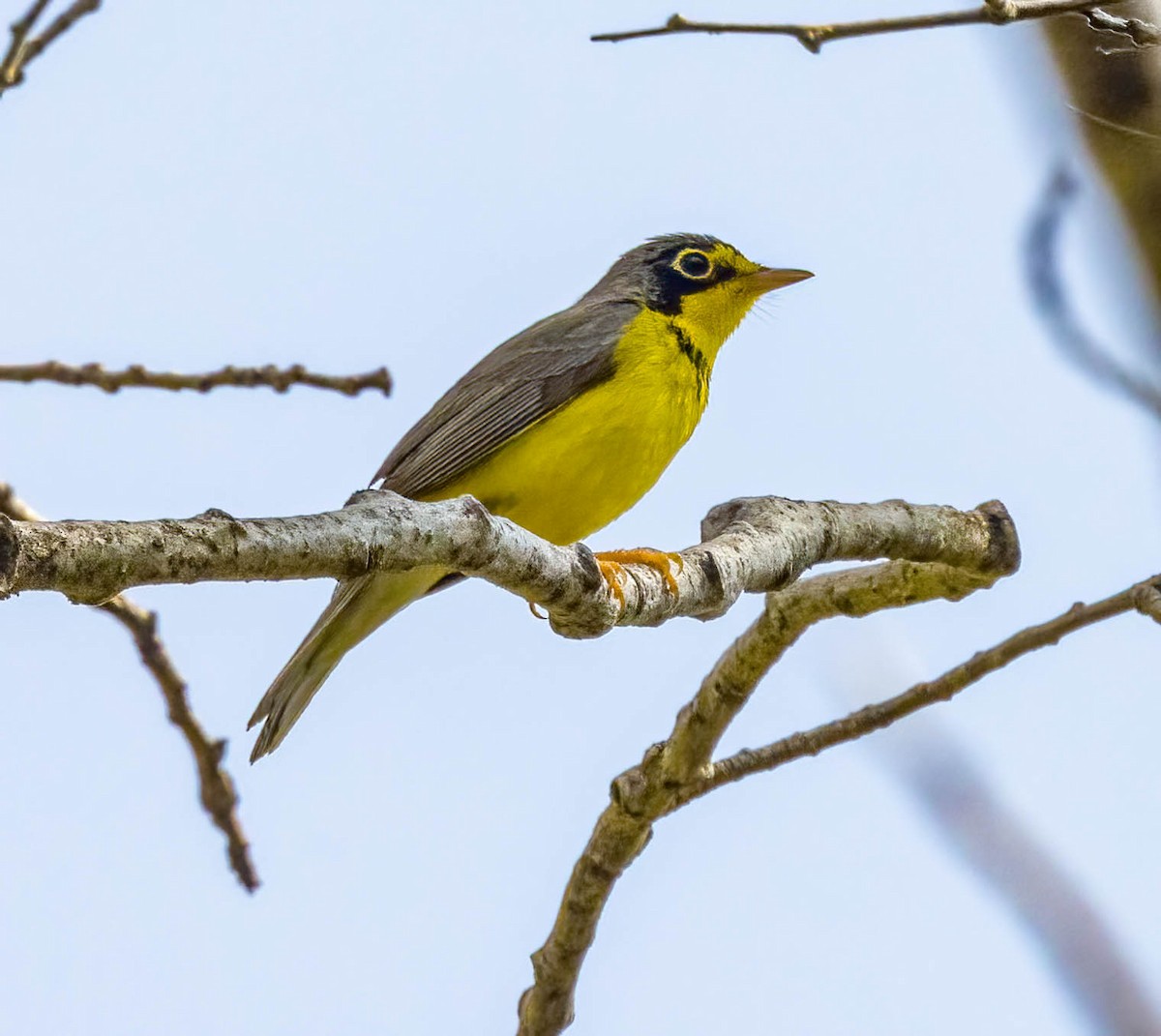 Canada Warbler - ML586638201