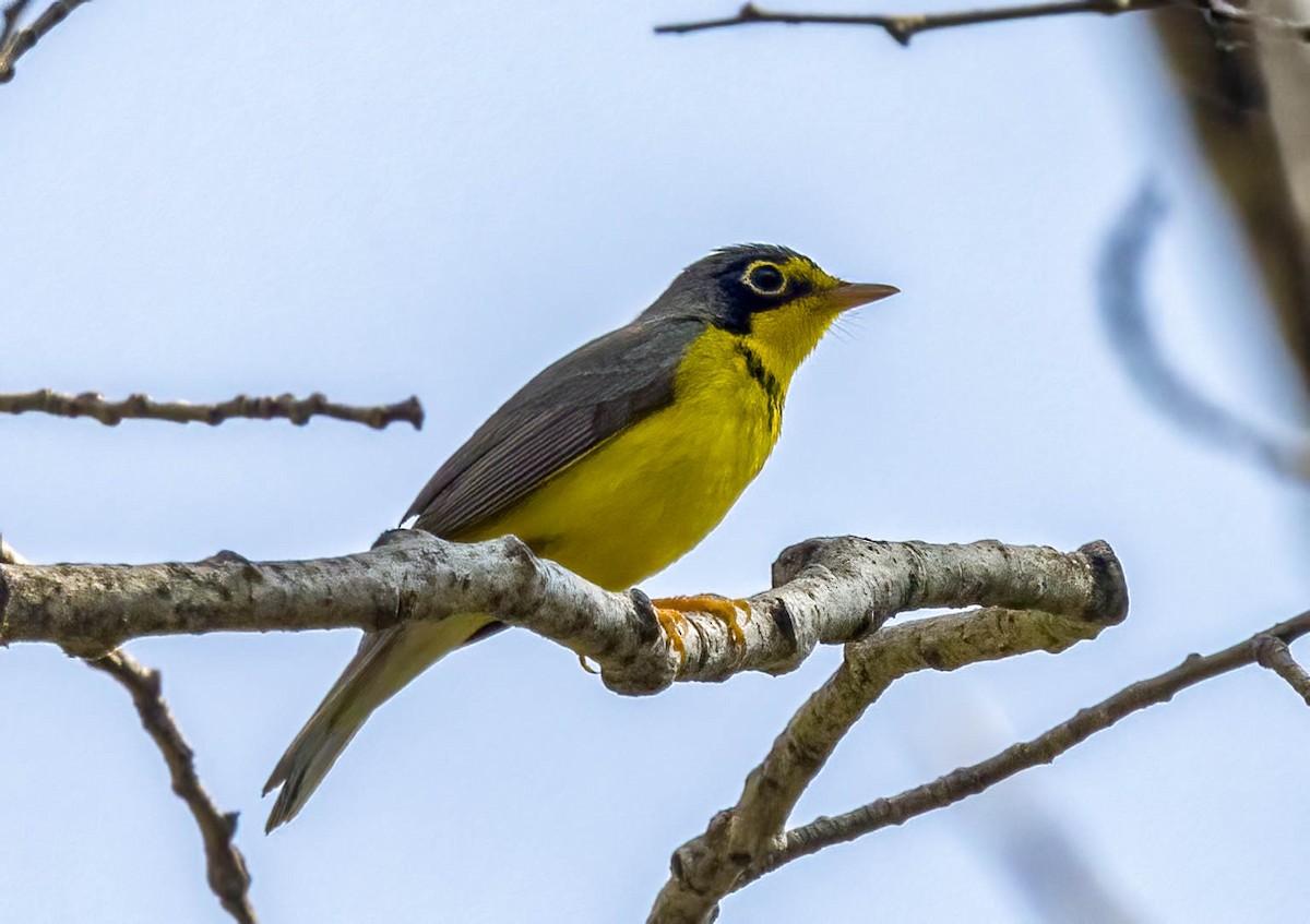 Canada Warbler - ML586638211