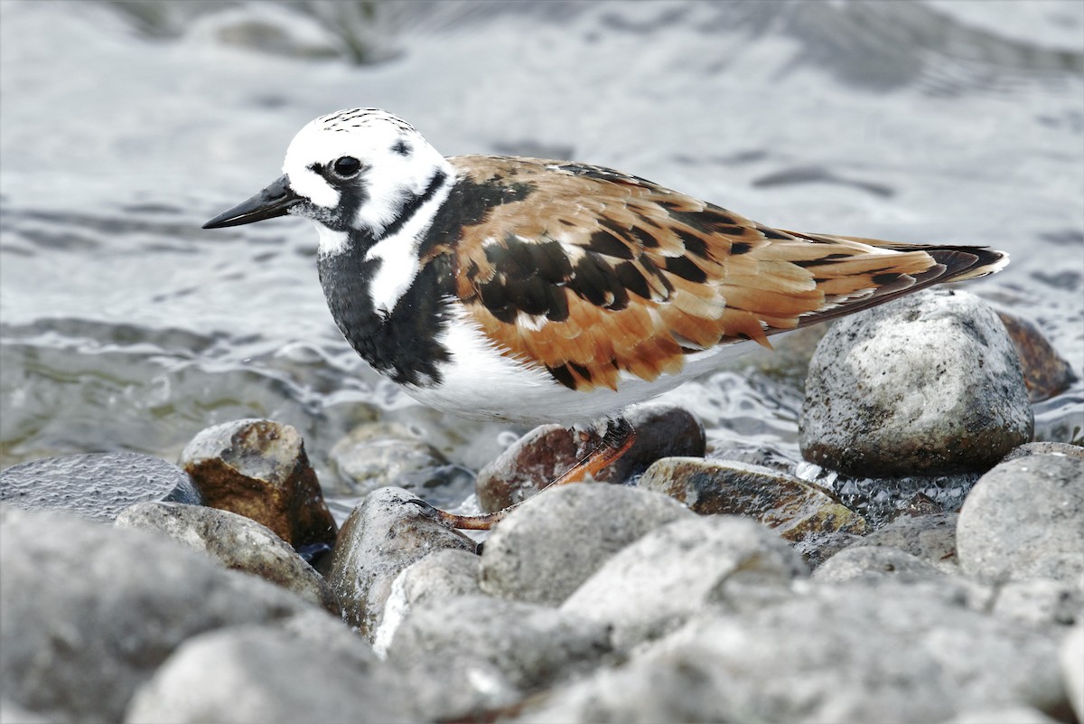 Ruddy Turnstone - ML58663831