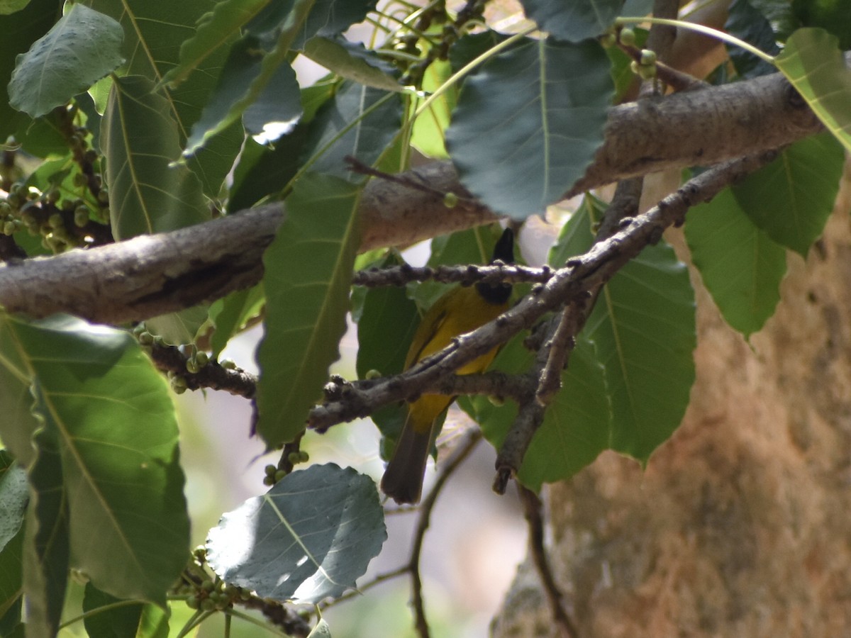 Black-crested Bulbul - ML586638961